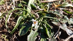 Romulea columnae columnae