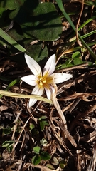 Romulea columnae columnae