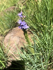 Wahlenbergia fasciculata