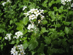 Cardamine cordifolia