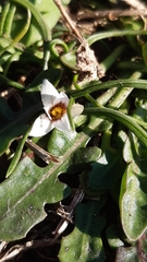 Romulea columnae columnae