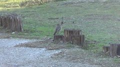 Phoenicurus ochruros