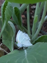 Leptophobia aripa