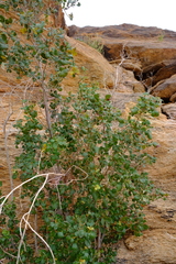 Searsia populifolia