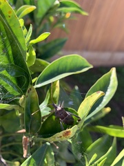 Leptoglossus zonatus