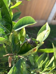 Leptoglossus zonatus