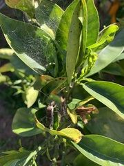 Leptoglossus zonatus