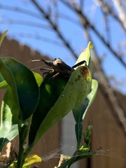 Leptoglossus zonatus