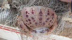 Calappa granulata