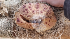 Calappa granulata
