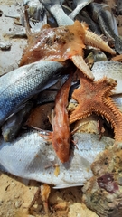 Chelidonichthys obscurus