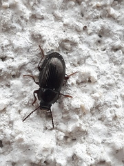 Nalassus dermestoides