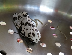 Hypercompe brasiliensis