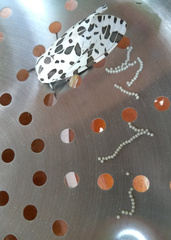 Hypercompe brasiliensis