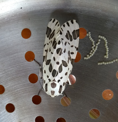 Hypercompe brasiliensis