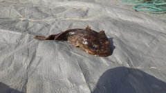 Halobatrachus didactylus