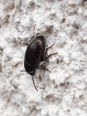 Nalassus dermestoides