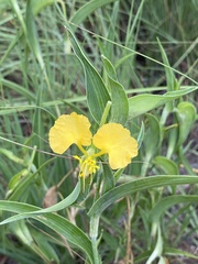 Commelina africana barberae