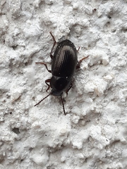 Nalassus dermestoides