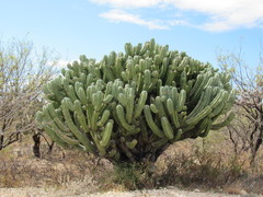 Myrtillocactus
