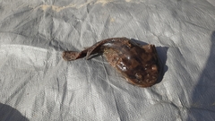 Halobatrachus didactylus