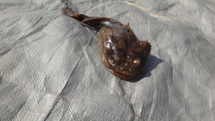 Halobatrachus didactylus