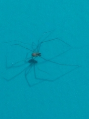 Araneomorphae