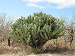 Myrtillocactus