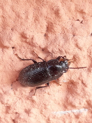 Nalassus dermestoides