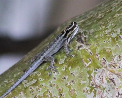 Lygodactylus mombasicus