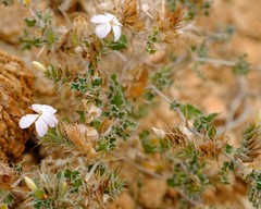 Barleria rigida