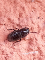 Nalassus dermestoides