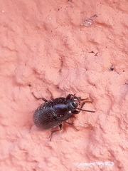 Nalassus dermestoides