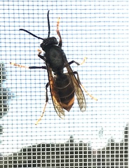 Vespa velutina