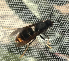 Vespa velutina