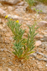 Osteospermum microcarpum