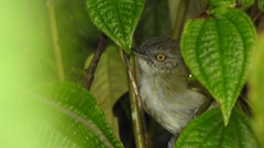 Phyllastrephus albigula