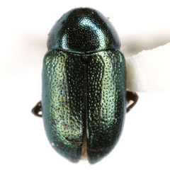 Metaparia clytroides