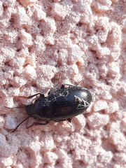 Nalassus dermestoides