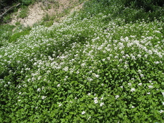 Cardamine cordifolia