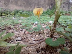 Arachis dardani