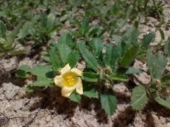 Sida brittonii