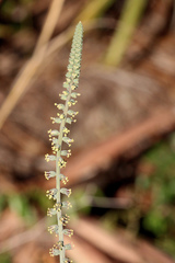 Schoenocaulon dubium