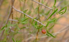 Commiphora gracilifrondosa