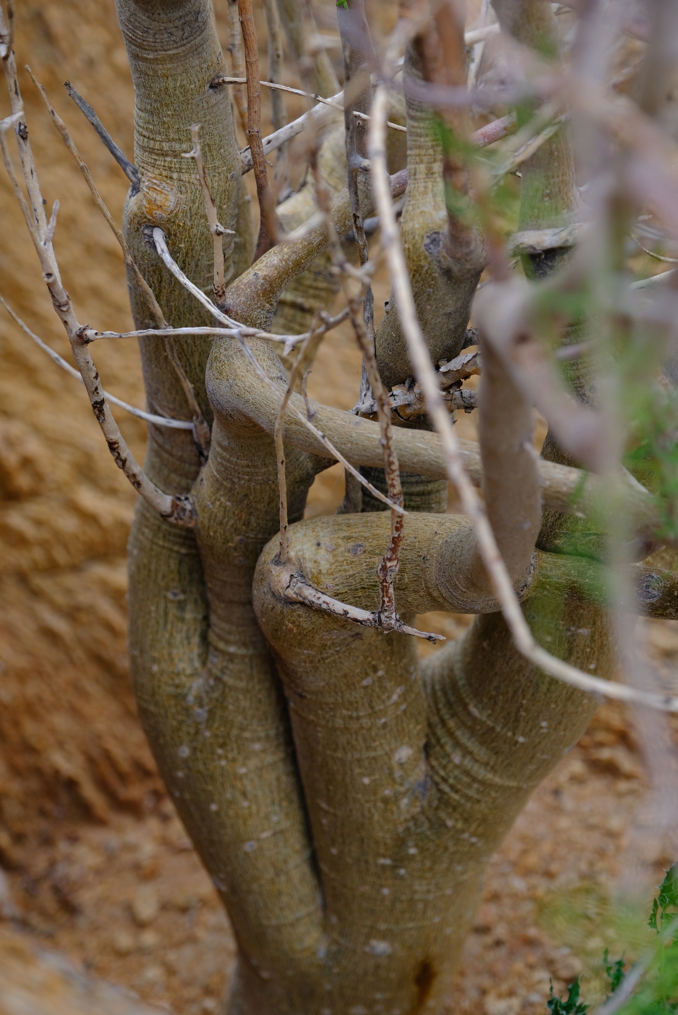 Yahoo!オークション - Commiphora gracilifrondosa 実生株 塊根