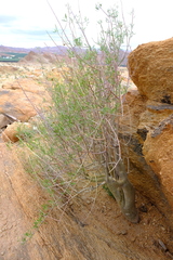 Commiphora gracilifrondosa