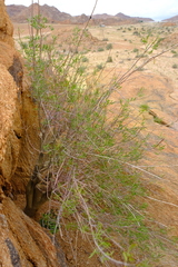 Commiphora gracilifrondosa
