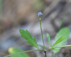 Eryngium baldwinii