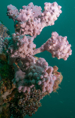 Halisarca australiensis