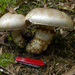 Austrocortinarius australiensis - Photo (c) Shirley Kerr, some rights reserved (CC BY-NC), uploaded by Shirley Kerr